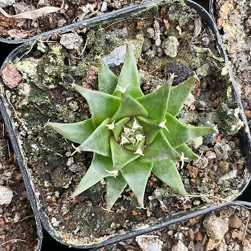 帝冠仙人球实生种子长大迷你植物