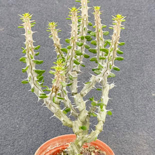 群生亚龙木老桩沙生耐旱马达加斯龙树科绿植多肉植物盆栽桌面造景