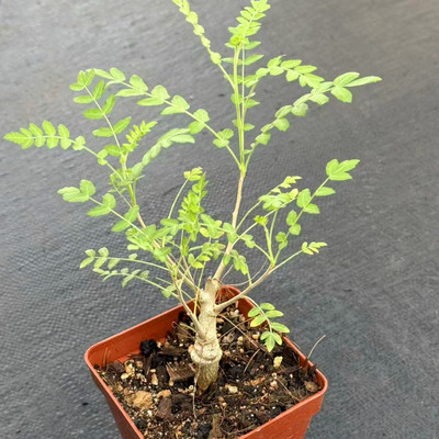 尼勒达乳香块根植物香味花卉盆栽