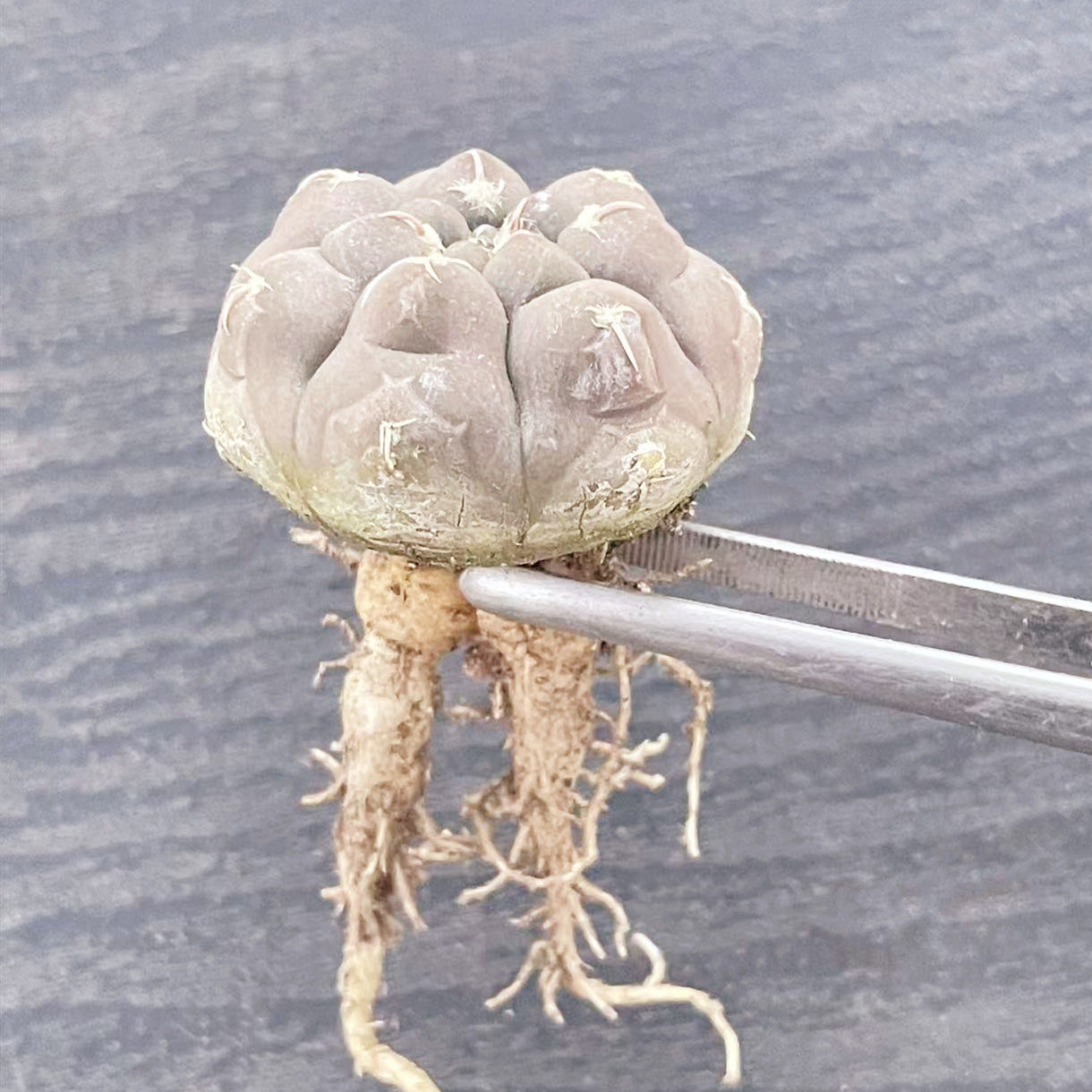 实生铅皮仙人球裸萼球属植物