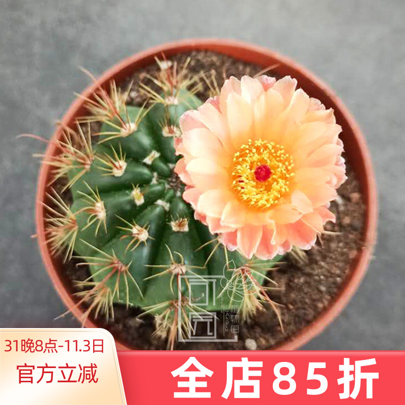 红花青王仙人球 黄花桌面小盆栽植物 橙色办公室大花阳台实生摆件