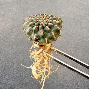 乌金丸宝山仙人球 多头好养萝卜根自根开紫红花趴刺植物盆栽花卉
