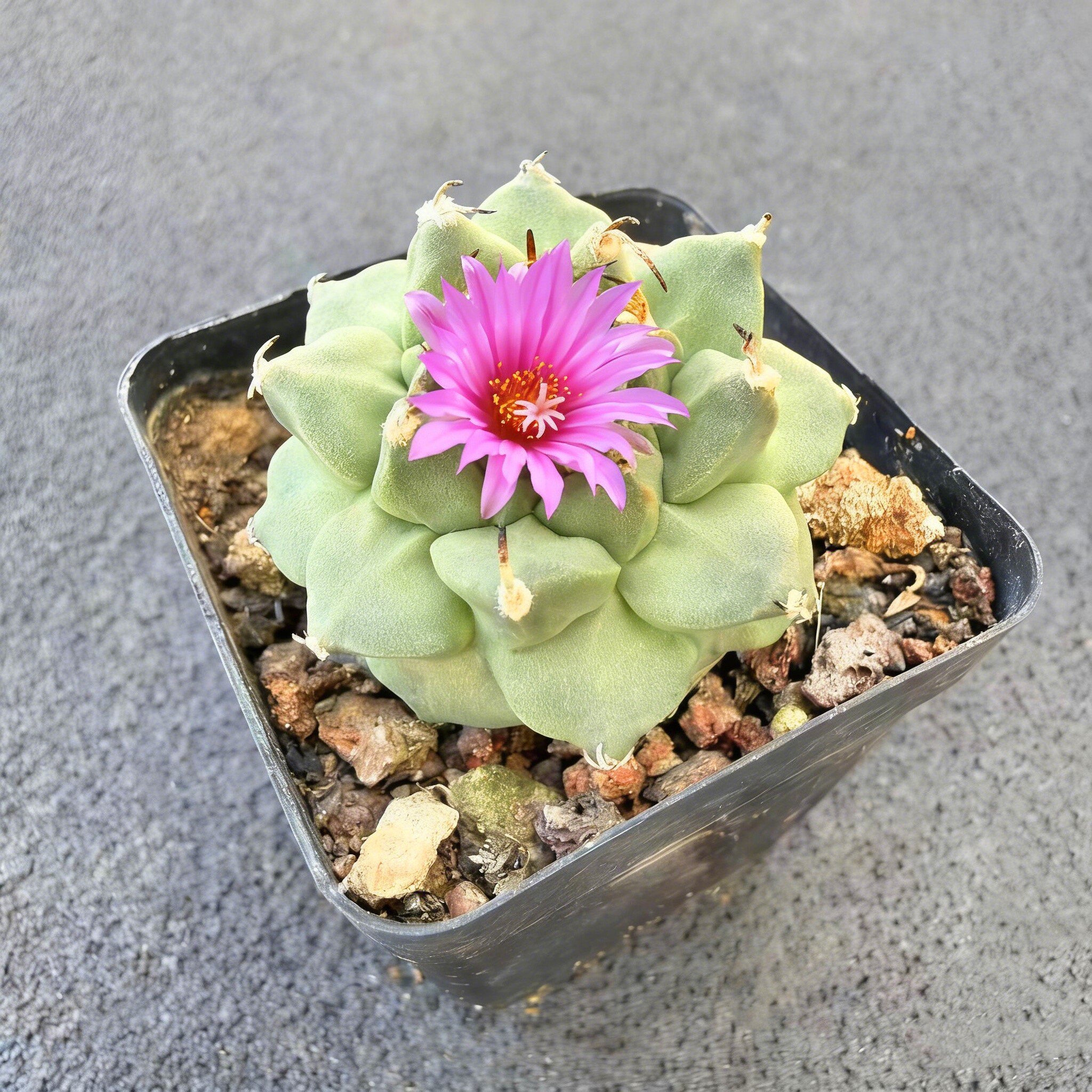 实生赤花娇丽小型仙人球Turbinicarpus alonsoi 植物花卉珍稀盆栽