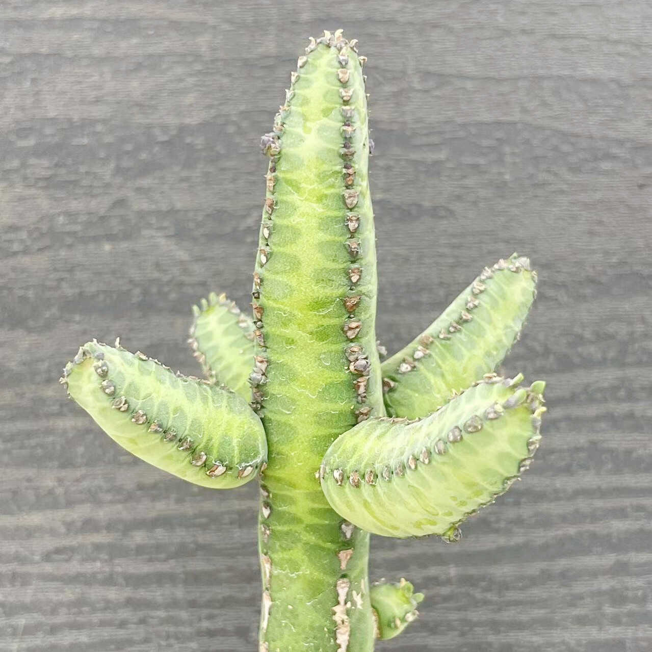 雅贝麒麟 大戟科多肉植物新手好养盆栽花卉 桌面开小花阳台仙人柱