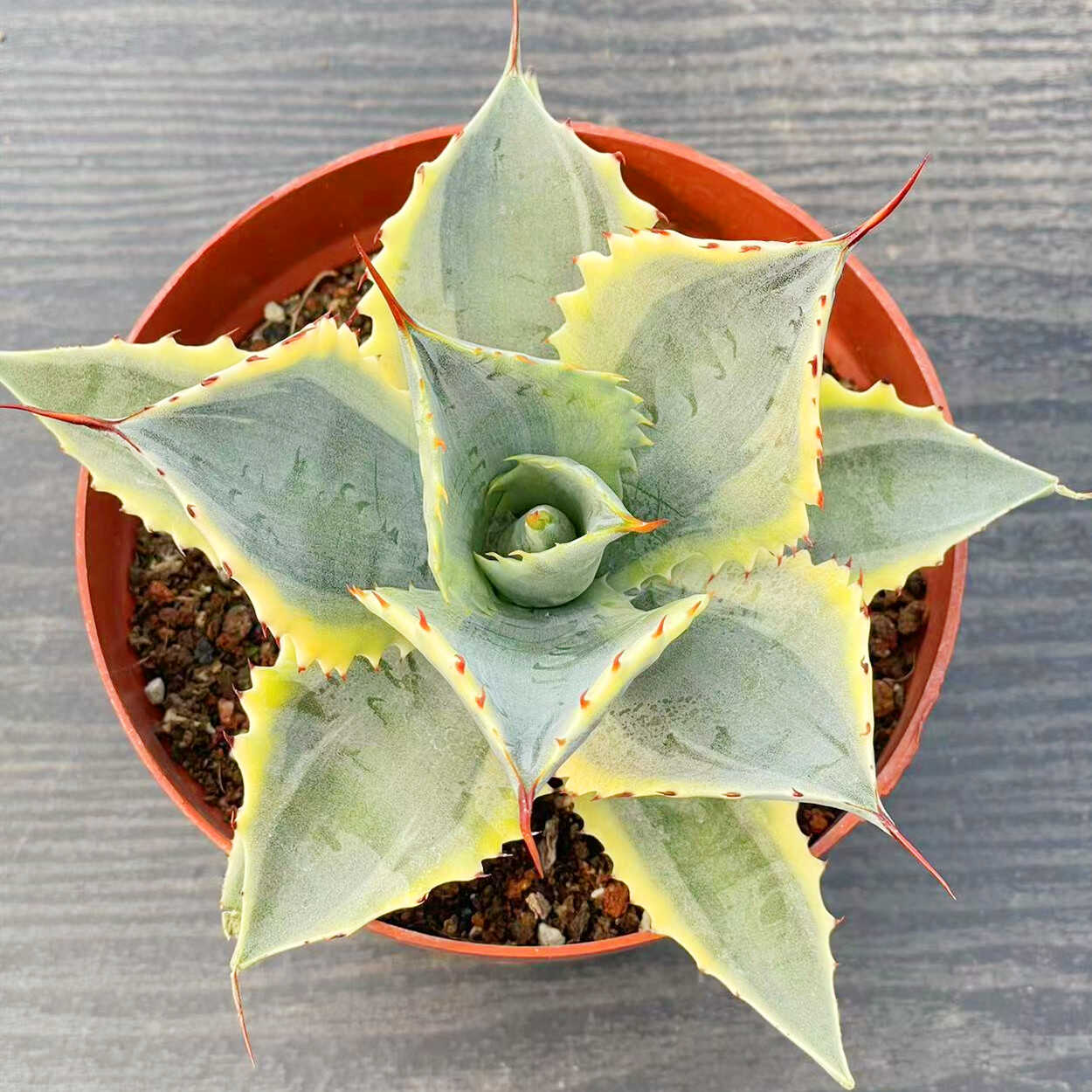 怒雷神锦龙舌兰大型庭院耐旱沙生植物盆栽自然锦老桩花卉阳台绿植
