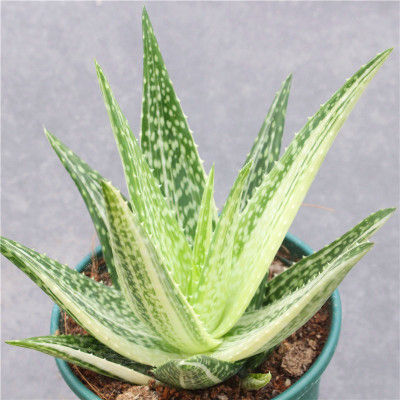 翡翠芦荟锦花卉多肉植物