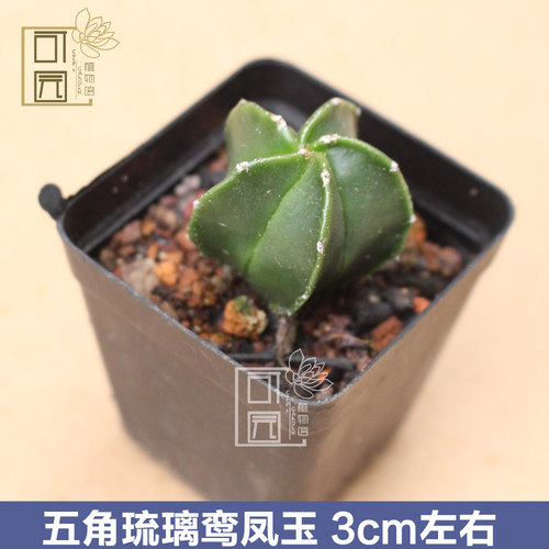 可园 五角琉璃鸾凤玉仙人球 多肉植物组合盆栽 桌面绿植奇趣摆件 - 封面