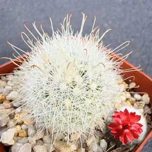 实生月宫殿 senilis Salm-Dyck乳突属仙人球桌面植物开红花小盆栽