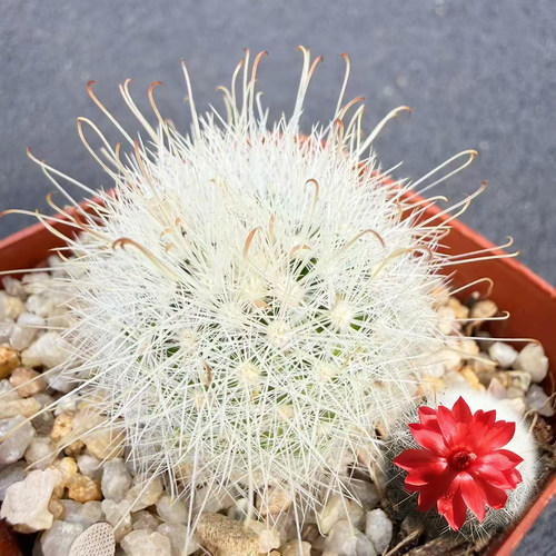 月宫殿仙人球植物开红花小盆栽