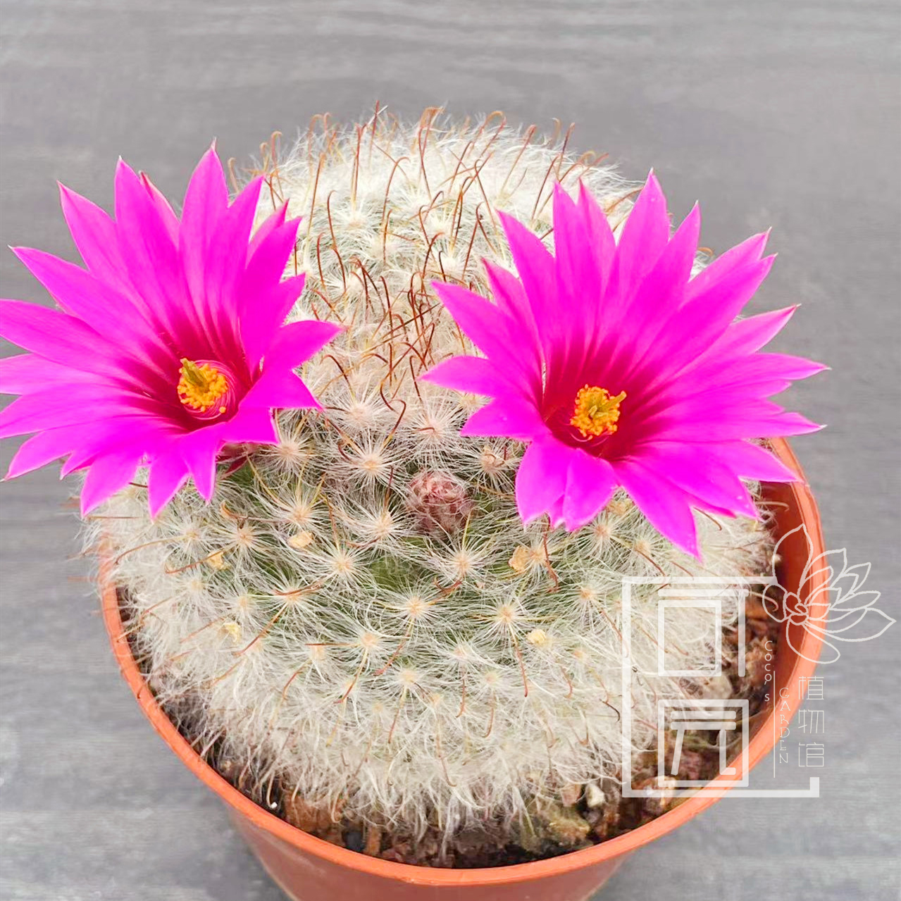 无刺丽光殿 软毛无刺不扎手仙人球可爱萌肉肉阳台花卉植物小盆栽