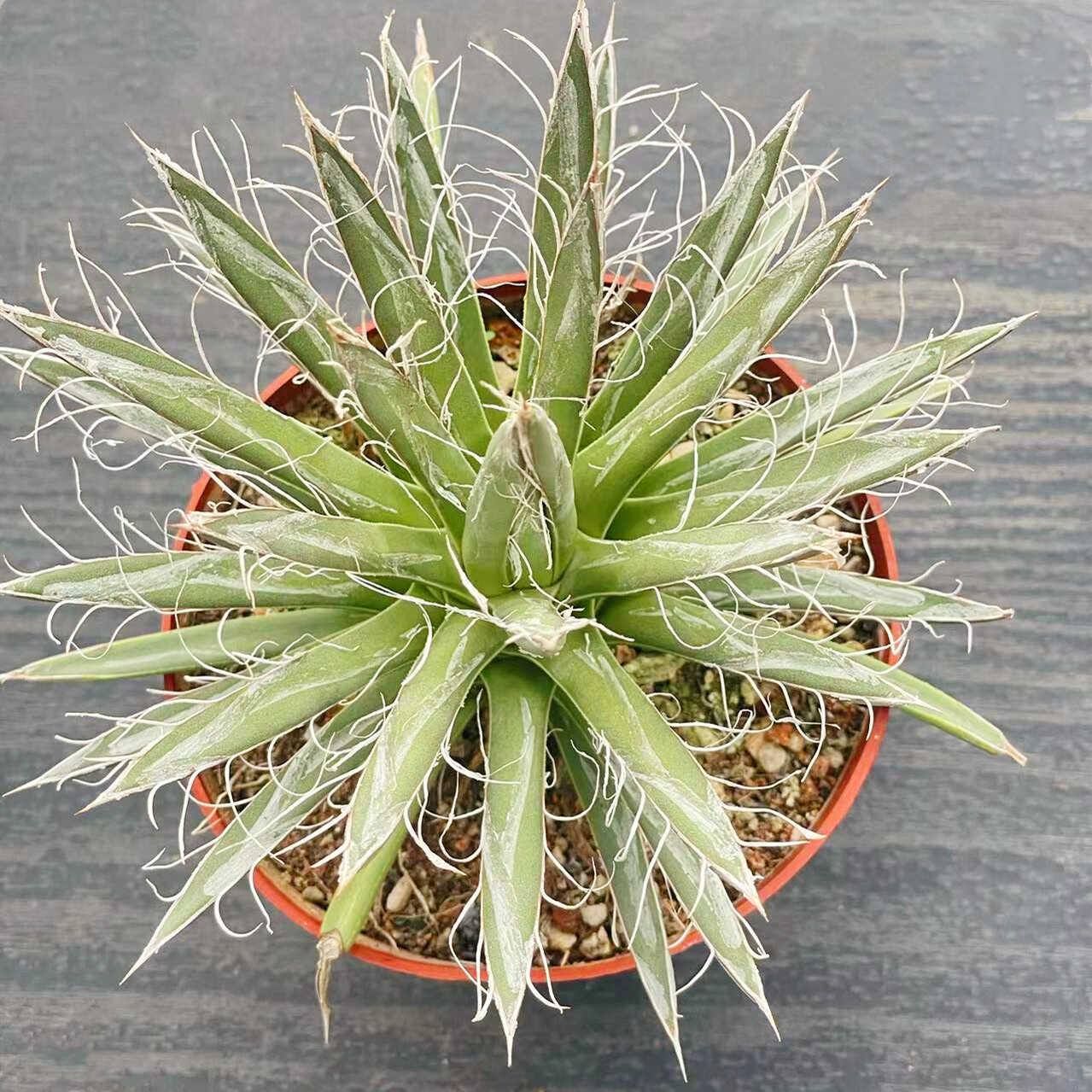 树冰龙舌兰多肉植物沙生造景