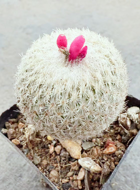 实生月世界仙人球 Epithelantha仙人掌科清影球小型多肉植物盆栽