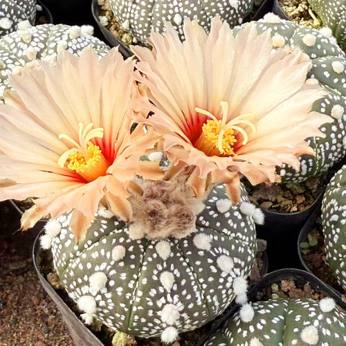 超兜仙人球浓白兜办公室小盆栽