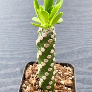 无刺霸王鞭 大戟科多肉植物老桩盆栽 阳台仙人掌不扎手桌面小绿植