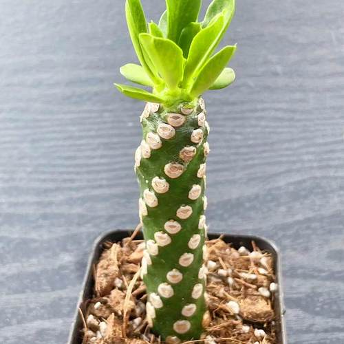 无刺霸王鞭大戟科多肉植物老桩