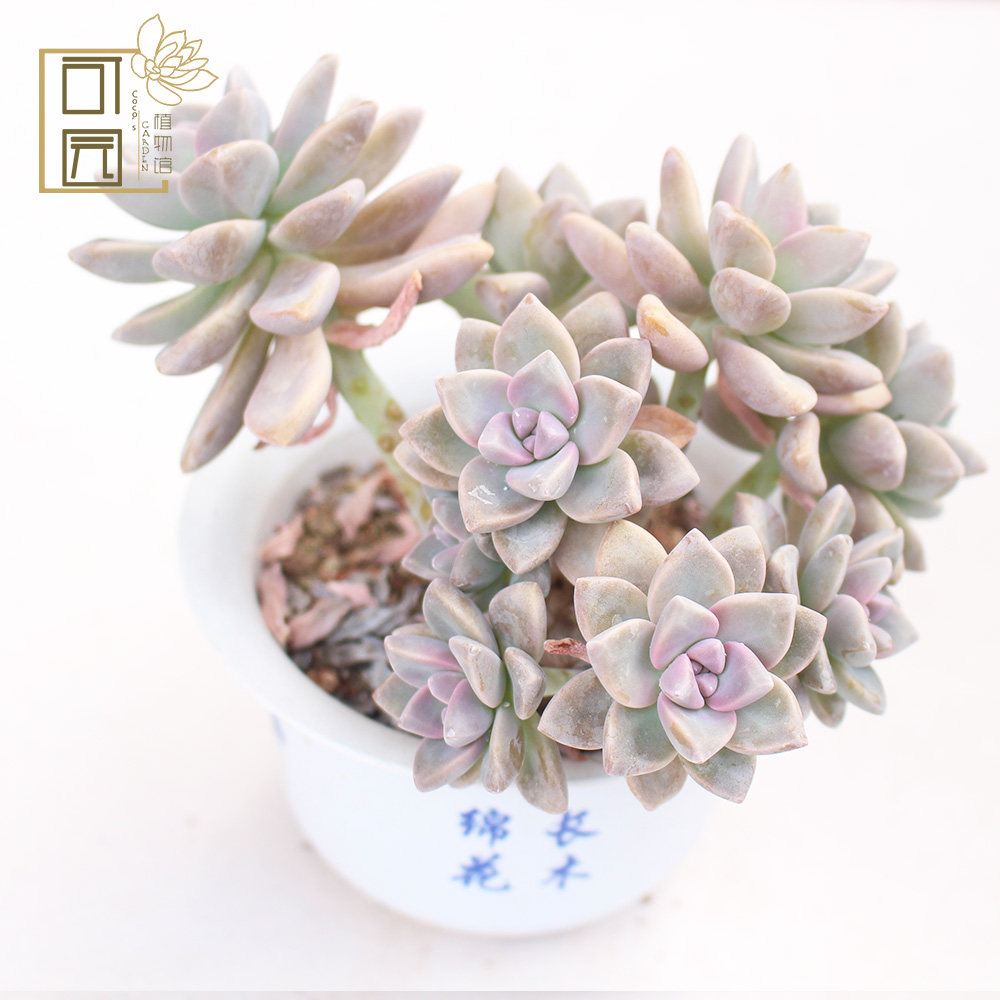 胧月多肉超大价格 胧月多肉超大图片 星期三