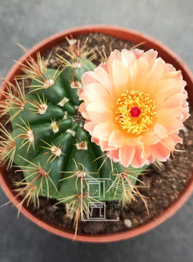 橙花青王仙人球 大黄花桌面小盆栽植物 办公室内阳台实生摆件绿植