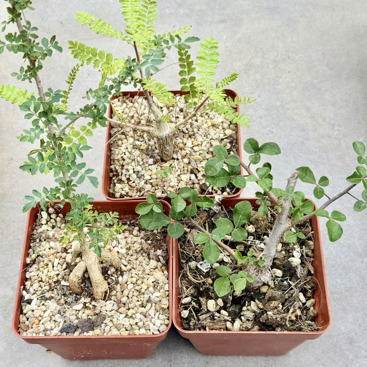 实生黎乳香块根植物造型组合盆栽