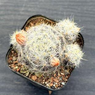 白刺松霞仙人球 乳突属会开花多肉植物花卉实生盆栽 阳台可爱桌面