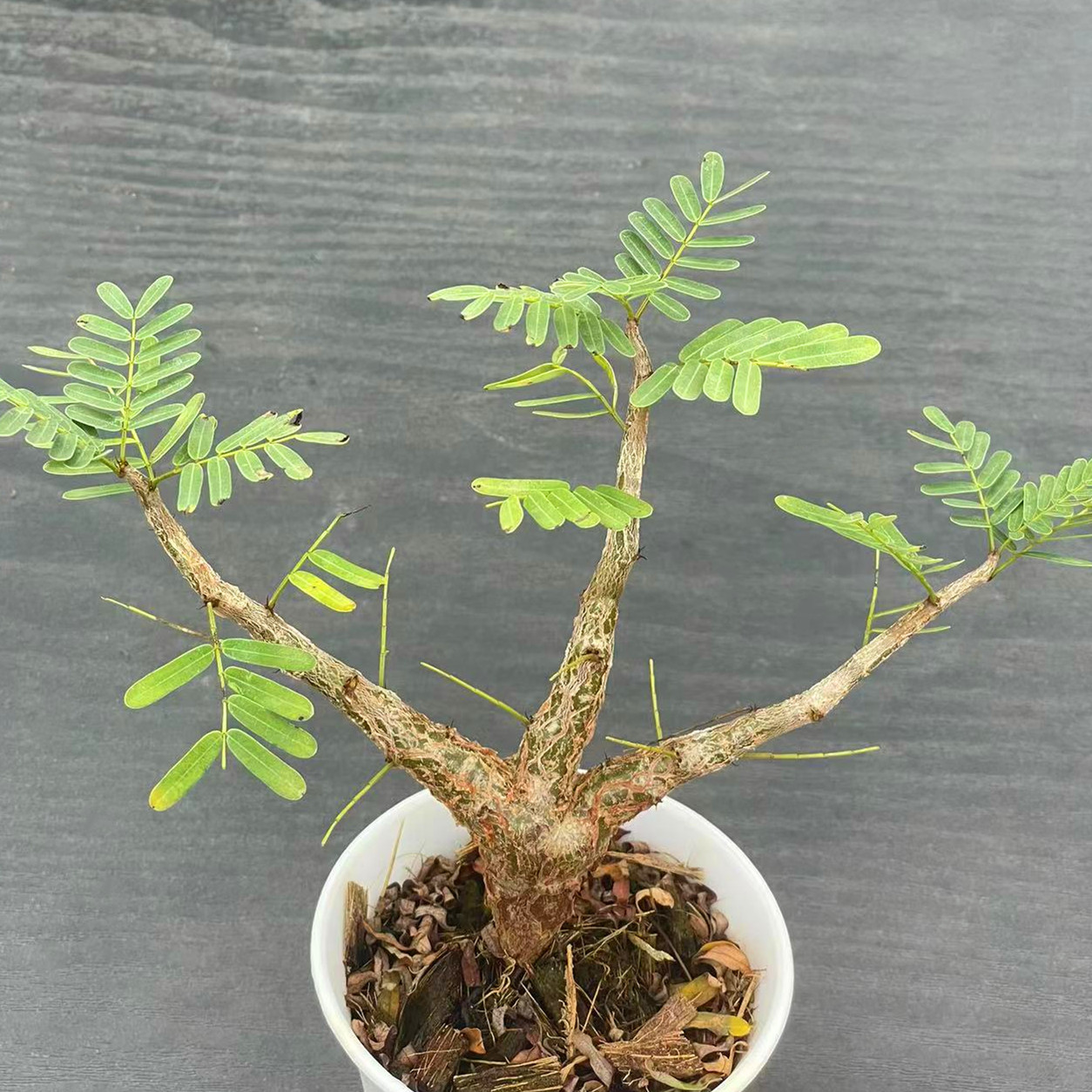 沙漠苏木块根植物花卉小盆栽实生