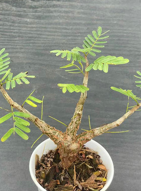 沙漠苏木Senna meridionalis块根植物夏型种籽播实生桌面花卉盆栽