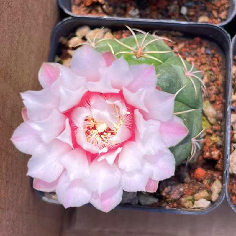 实生大颗海王仙人球开花裸萼球属多肉植物室内盆栽好养活软刺花卉,鲜花速递/花卉仿真/绿植园艺,多肉植物,淘宝优惠券,粉丝福利购,淘宝优惠卷