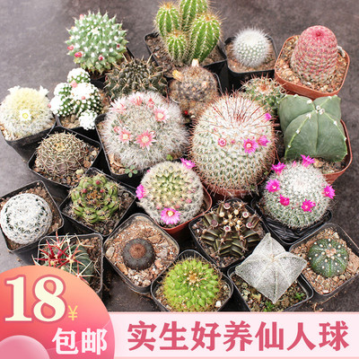 实生仙人球办公室小盆栽开花植物