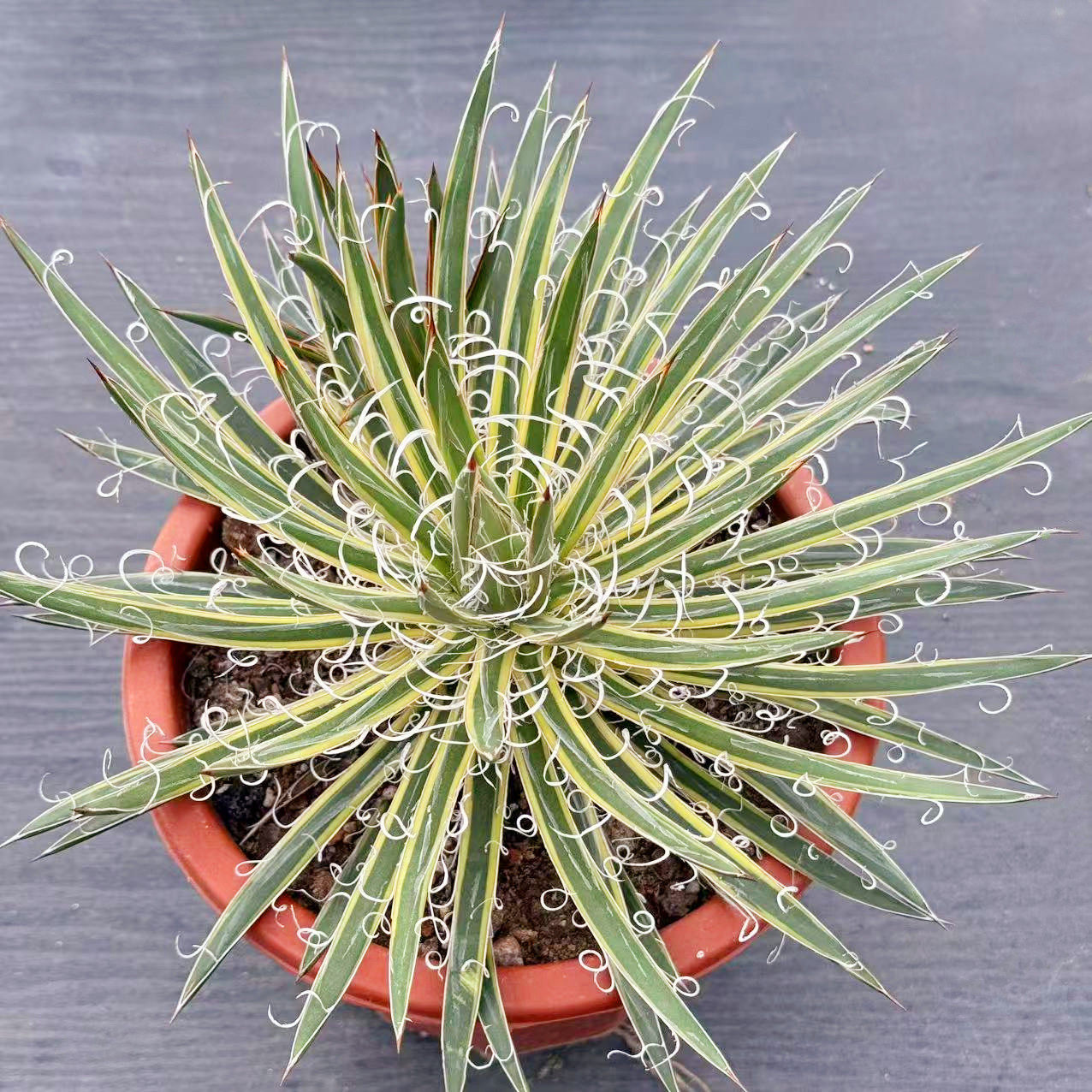泷之白丝锦龙舌兰大型庭院植物