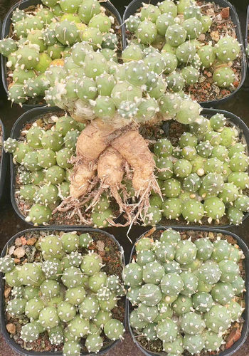 罗西安娜团扇群生仙人球