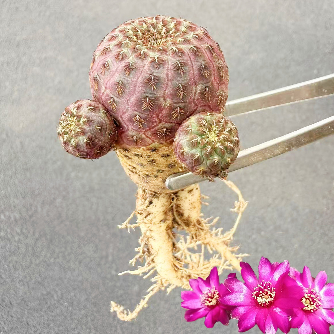 红丽丸宝山仙人球 鲜艳好养萝卜根不扎手花卉盆栽可爱多头小植物