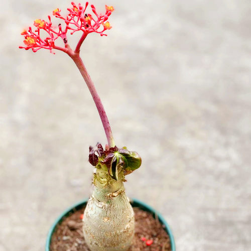 佛肚海棠块根植物会开红花多肉