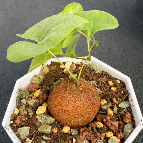 南非龟甲龙实生块根植物可爱多肉