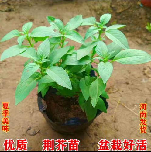 新鲜荆芥苗带原土发货可吃可种河南特产大叶荆芥苗盆栽新鲜食用