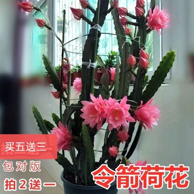 绿植进口品种带根多色令箭荷花