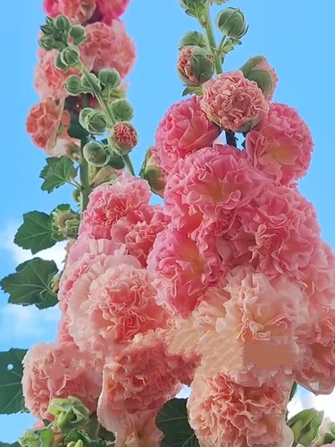 现货重瓣蜀葵花苗桃子与梦多花色好养多年生庭院花卉盆栽