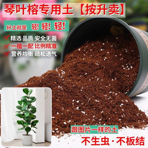 琴叶榕专用土营养土轻质疏松透气