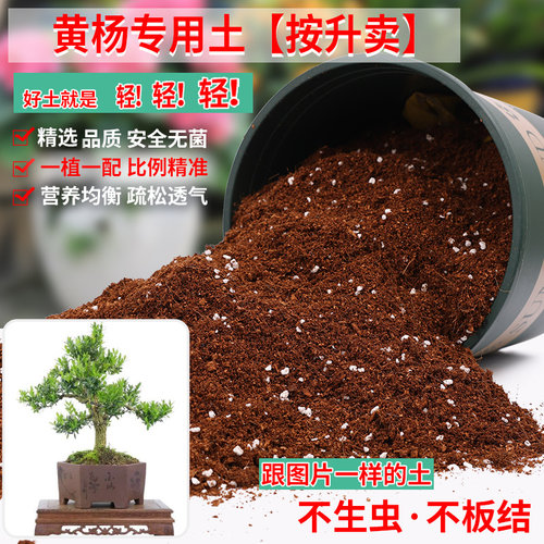 黄杨专用土营养土轻质疏松透气