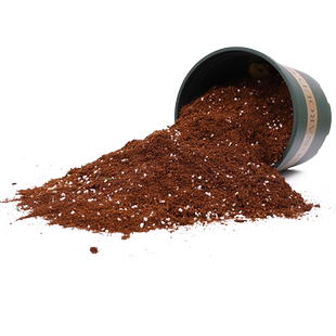 金钱树专用土营养土通用金钱树肥料专用肥盆栽泥土种植土壤有机土