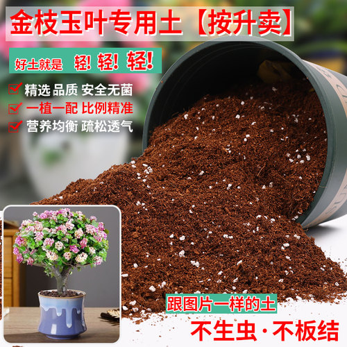 金枝玉叶专用土营养土疏松透气