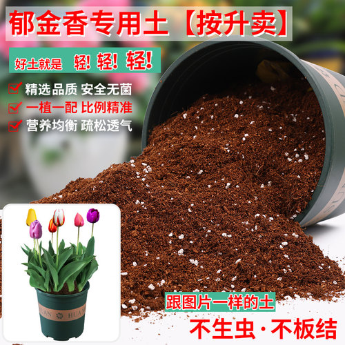 郁金香专用土营养土轻质疏松透气