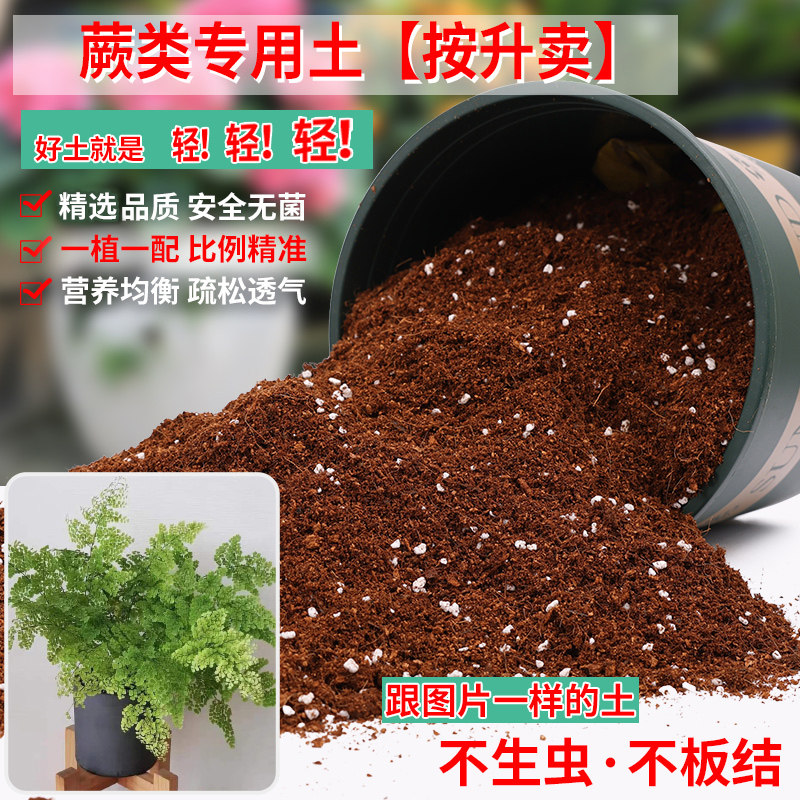 蕨类专用土营养土轻质疏松透气