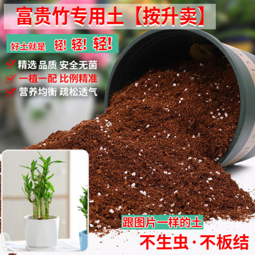 富贵竹专用土豪城新世界疏松透气