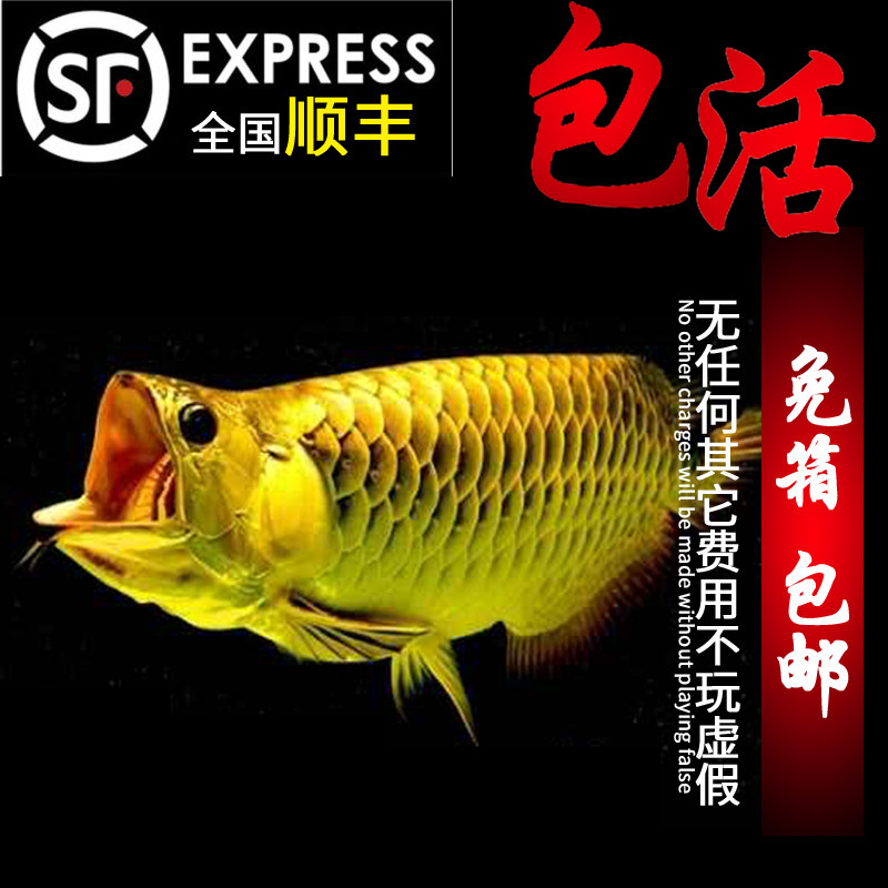 金龙鱼活体印尼辣椒超血红高背蓝底过背观赏鱼苗热带鱼淡水鱼包邮