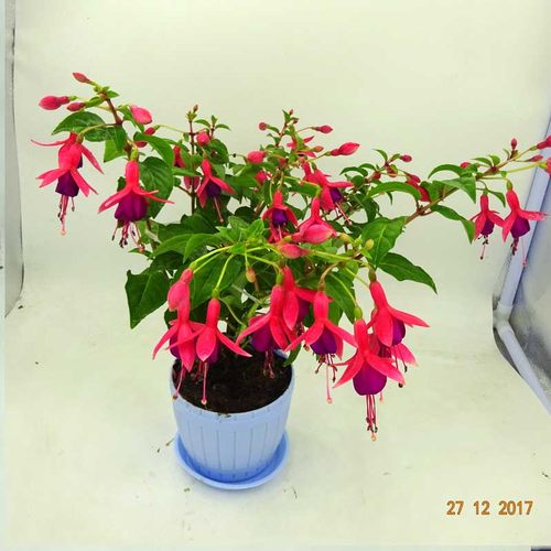 倒挂金钟盆栽带花苞宝莲灯灯笼花重瓣老桩垂吊阳台庭院好养耐寒花