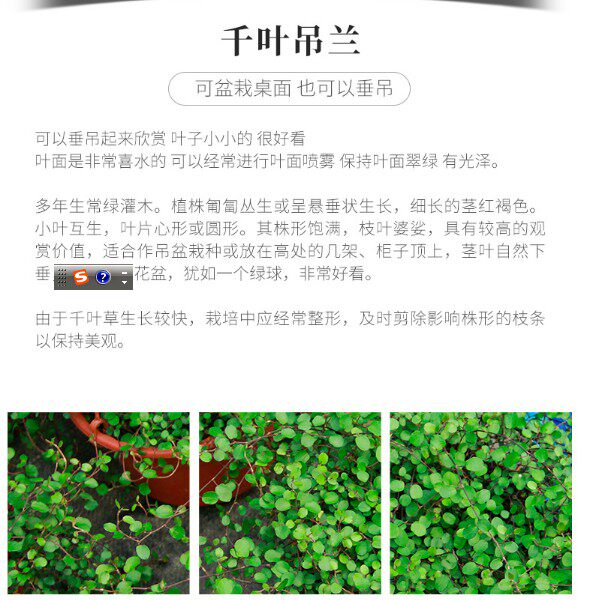 千叶吊兰盆栽垂吊悬挂爬藤烘焙摆盘甜品桌蛋糕装饰观叶花卉绿植物
