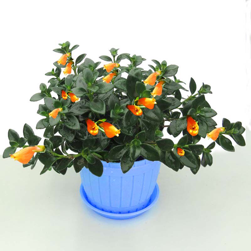 金鱼吊兰盆栽金鱼花绿植四季开花金鱼草带苞发货亲嘴花卉多肉植物