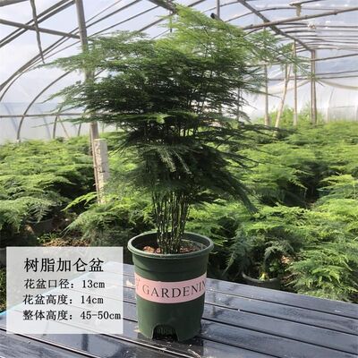 文竹盆栽植物室内客厅大型盆景吸甲醛办公室四季常青绿植花卉好养