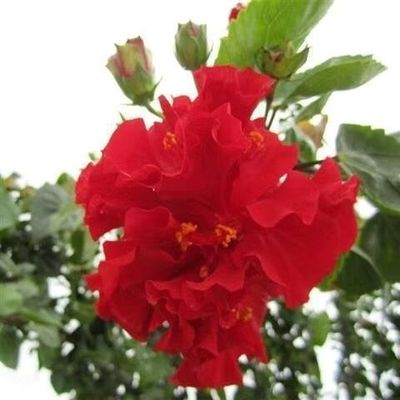 扶桑花四季大红花苗桑叶牡丹木槿朱槿盆栽植物室内阳台花卉