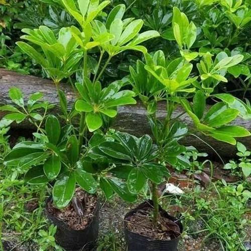 八方来财树四季常青绿植盆栽桌面招财净化空气客厅旺宅鸭脚木水培