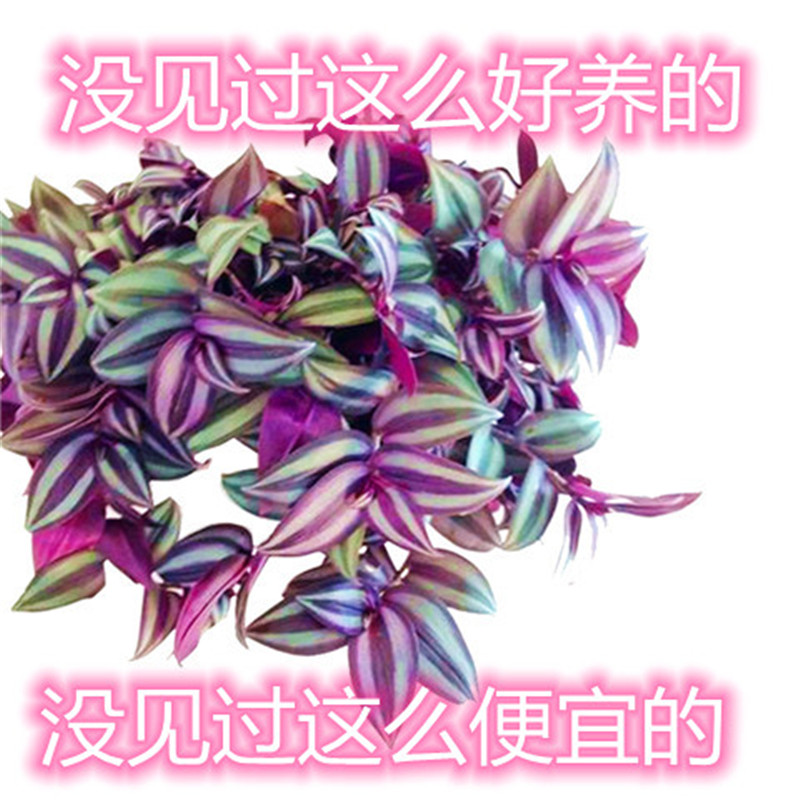 紫叶吊兰吊兰净化空气好养